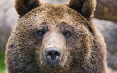 WorkSafe BC Bulletin – Bears and Other Hazardous Wildlife