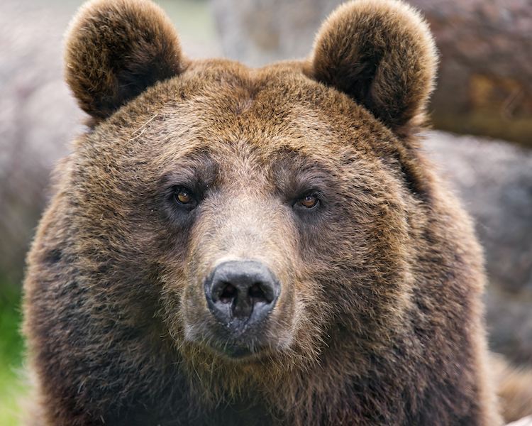 WorkSafe BC Bulletin – Bears and Other Hazardous Wildlife